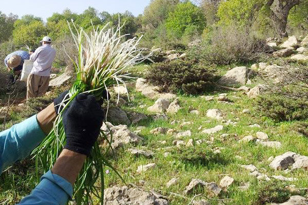 گیاهان دارویی نان بهاری ساکنان بومی آذربایجان غربی/ جوانان بیکار روزی خود را در دامنه کوه‌ها جست‌وجو می‌کنند