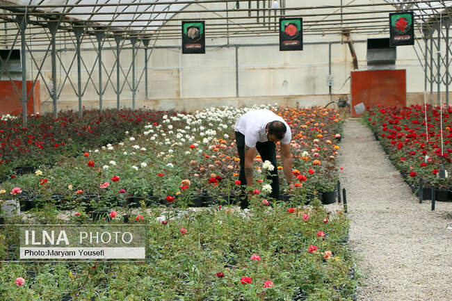 دهکده رزهای هلندی در صوفیان 
