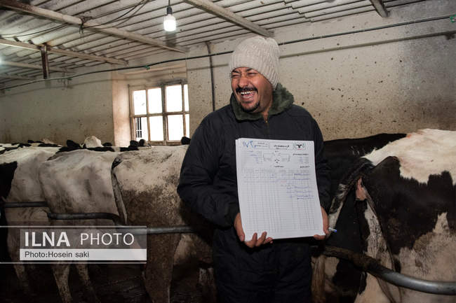 خودکفایی در تولید شیر با تلیسه نمونه