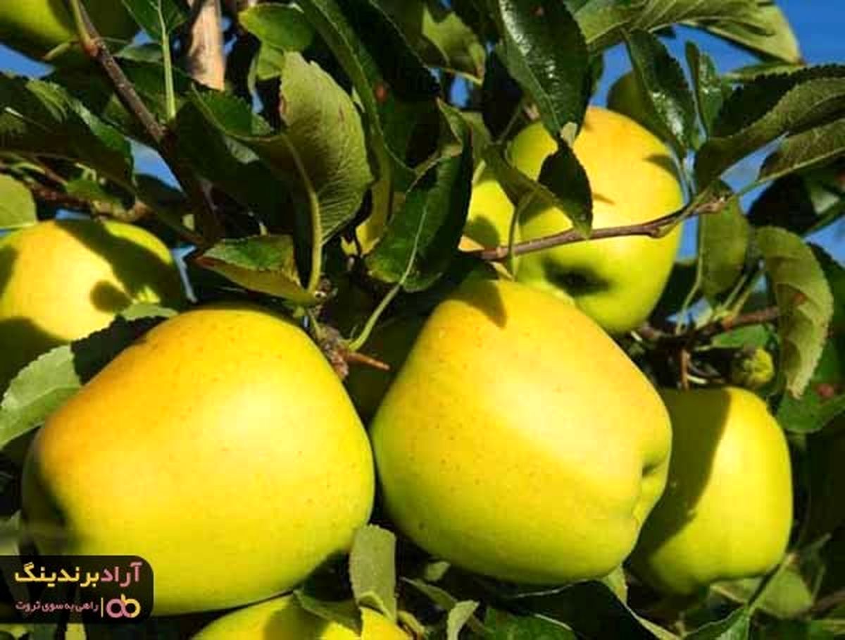 سیب زرد فرانسه مفید برای کاهش وزن و تناسب اندام