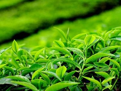 پرداخت ۱۰۰درصدی مطالبات چای کاران 