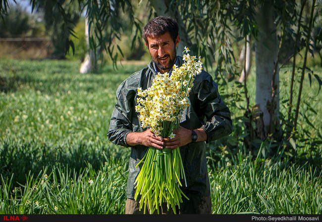 جشنواره برداشت گل نرگس در بهبهان