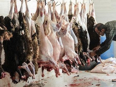 امحاء گوشت و آلایش دامی غیربهداشتی در شهرستان کرمانشاه