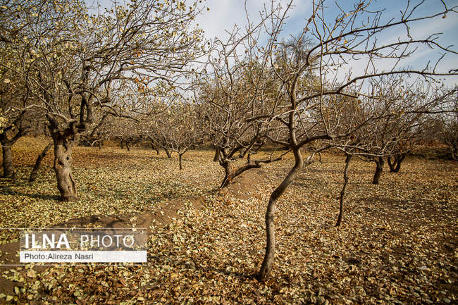 باغستان سنتی؛ میراث کهن مردم قزوین 