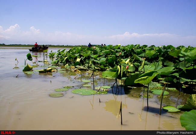 ایران زیبا / مرداب انزلی