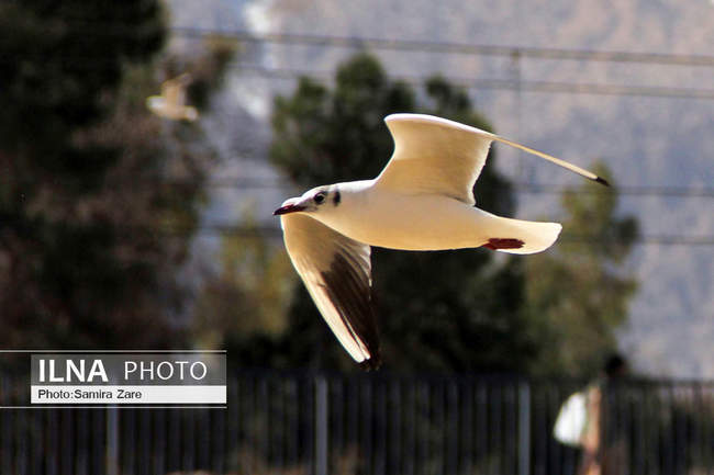 پرندگان مهاجرکاکایی درشیراز