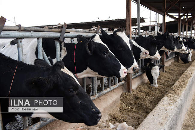 خودکفایی در تولید شیر با تلیسه نمونه