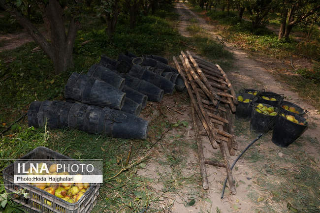 برداشت گلابی از باغات چناران