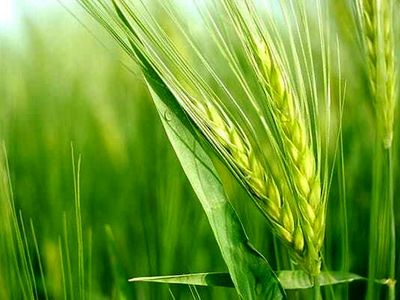 کشت جو در ۶۴ هکتار از مزارع شهرستان جویبار آغاز شد