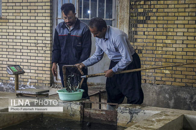 پرورش ماهی