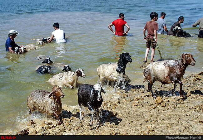 جشنواره سنتی مال شوران-رودبار گیلان