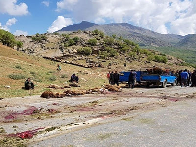 تلف شدن ۴۰ راس گوسفند در برخورد با یک‌دستگاه خاور در نمین