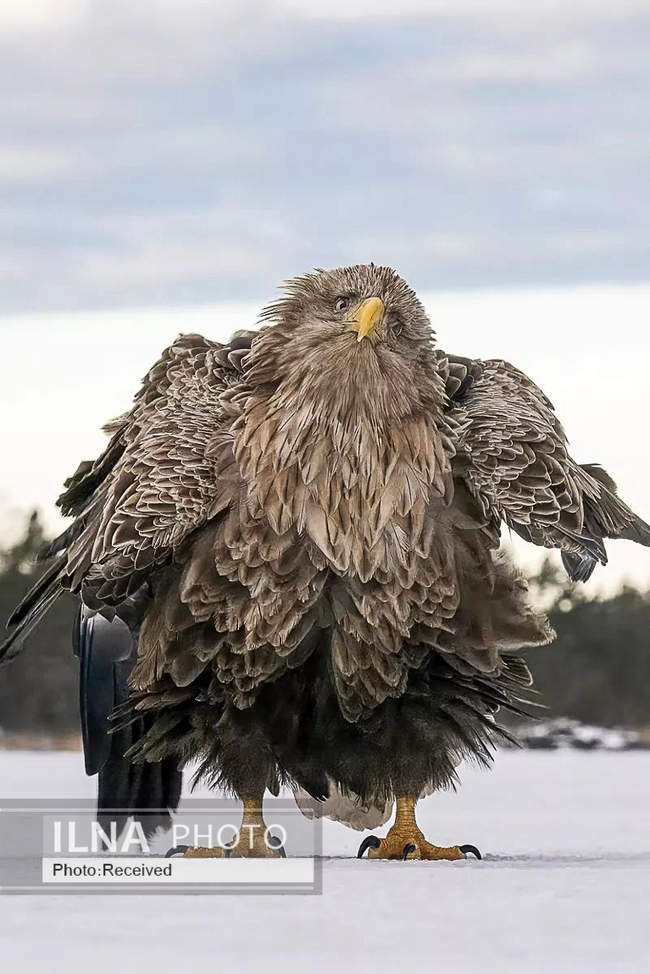  بامزه‌ترین مسابقه عکاسی جهان 