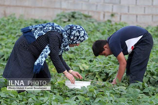 کشت و کار در بیشه ناژوان اصفهان