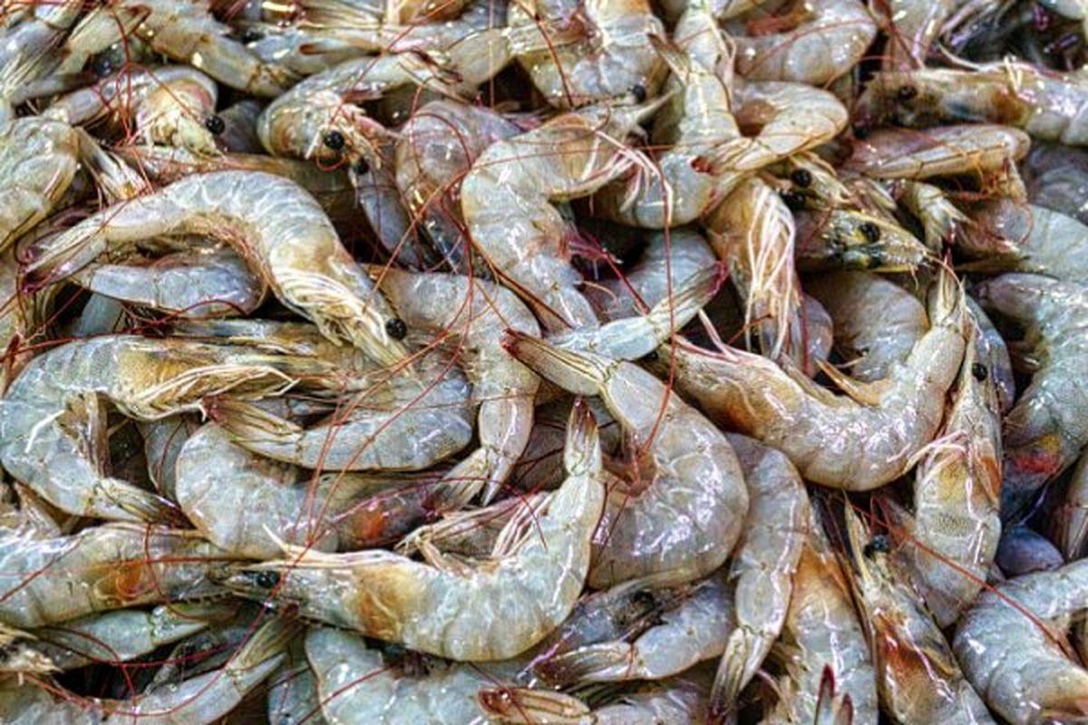 ۸۰ درصد میگوی گمیشان به کشورهای مختلف صادر می‌شود