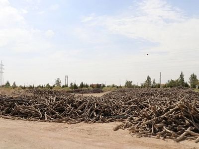 کشف ۴۷ تن چوب قاچاق جنگل‌های زاگرس در استان اصفهان طی ۶ ماه