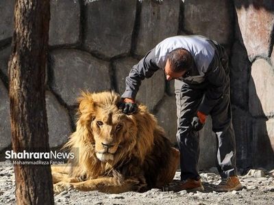 عکس‌های تازه از شیر بیمار باغ وحش مشهد+ عکس