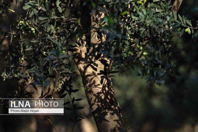 اشتغال زنان سرپرست خانواردر باغ زیتون حاجیکلاته