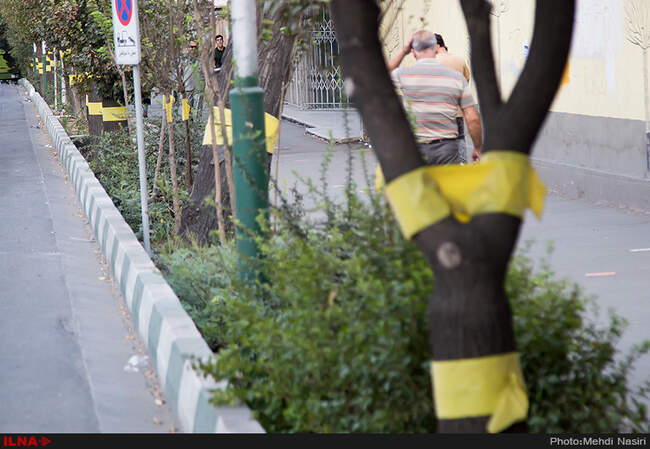 خیابانهای تهران در تصرف سفید بالک ها
