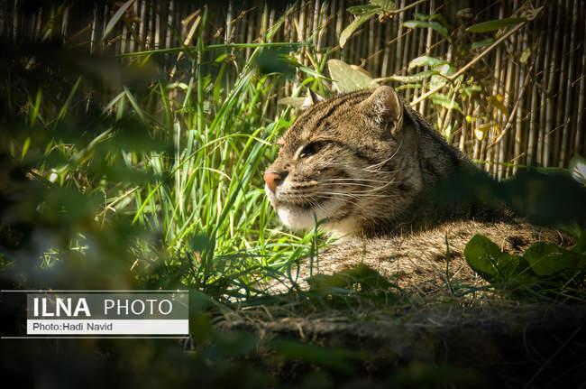 باغ وحش اسمیتسونین واشنگتن