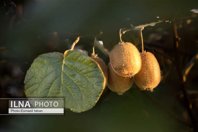 کار و امید، قصه زنان باغ کیوی