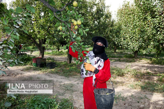 برداشت گلابی از باغات چناران