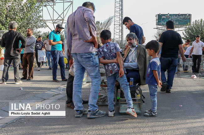 کرونا مرغ بدآهنگ بازار پرندگان