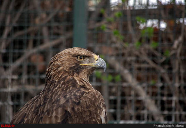 باغ پرندگان اصفهان