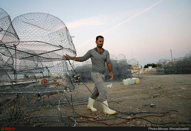 گرگور بافی در بوشهر