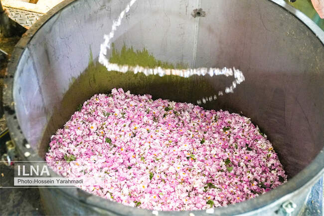  گل محمدی