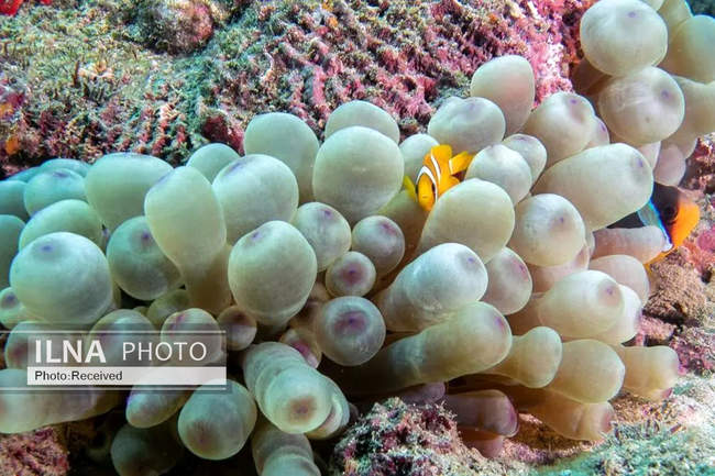 بهشت مرجانی در اعماق دریای عمان 