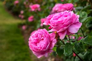 برداشت گل محمدی از گلستان های آذربایجان غربی آغاز شد/پیش بینی استحصال لیش از ۹۰۰ هزار لیتر گلاب در استان