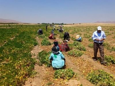 پیش بینی برداشت ۵۰۰۰ کیلوگرم لوبیا ازهرهکتار در مزارع شهرستان ازنا 