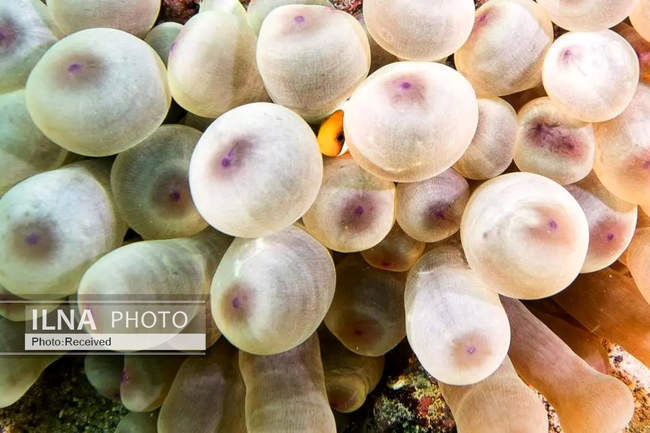 بهشت مرجانی در اعماق دریای عمان