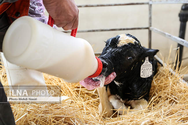 امنیت غذایی کشور از طریق دام و طیور