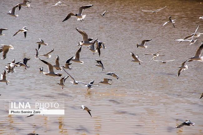 پرندگان مهاجرکاکایی درشیراز