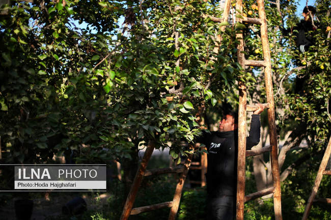 برداشت گلابی از باغات چناران