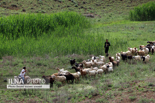 برگزاری سی‌امین جشنواره فرهنگی، ورزشی عشایر آذربایجان