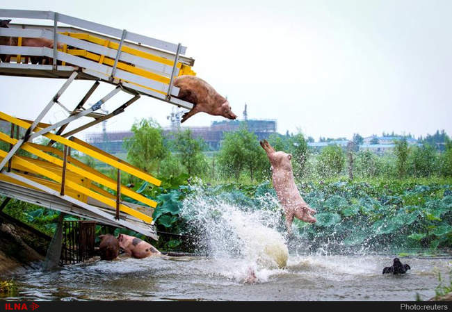 تصاویر برگزیده سال رویترز