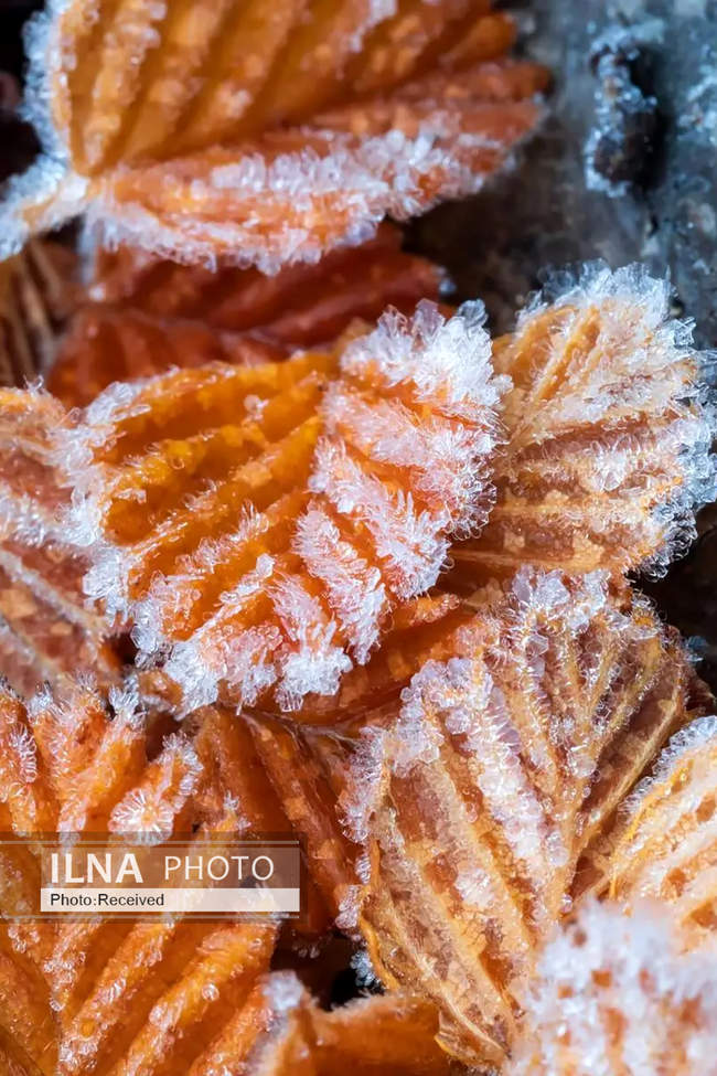 شگفتی‌های علم در قاب دوربین 