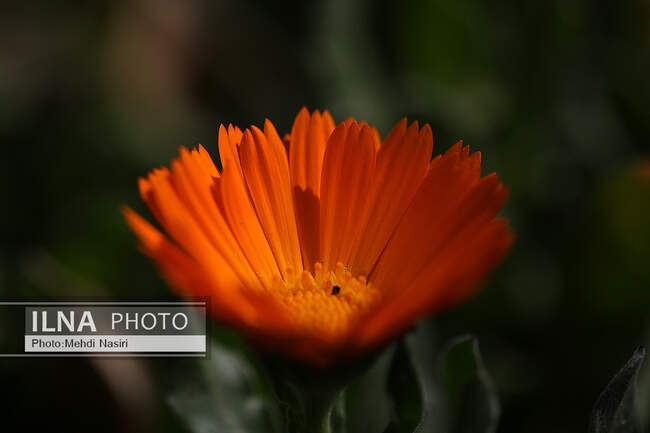 شکوفه های بهاری