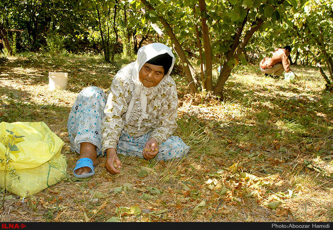 برداشت فندق در رودبار گیلان