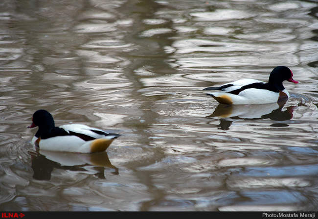 باغ پرندگان اصفهان