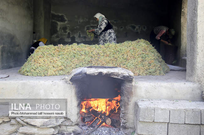 مراسم سنتی کشمش “بولاو” در روستای “دولاب سنندج 