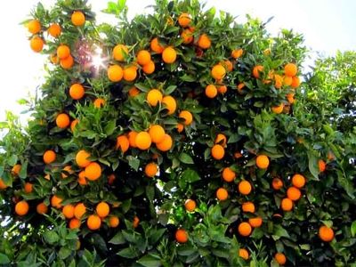 شرایط خاک و آب وهوا برای رشد درختان مرکبات