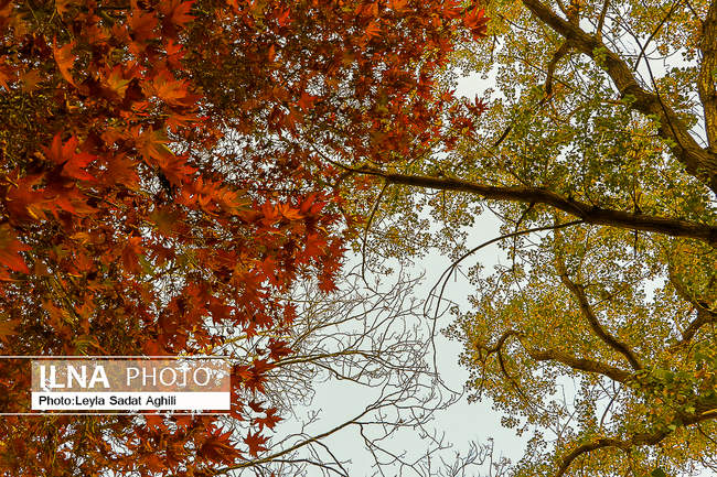 پاییز کرونایی، زیبا و پر خطر