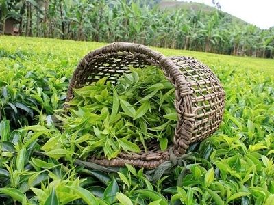 پرداخت ۱۰۹ میلیارد تومان از مطالبات چایکاران شمال کشور
