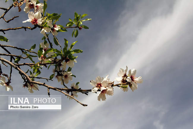 شکوفه های بهاری مهارلو