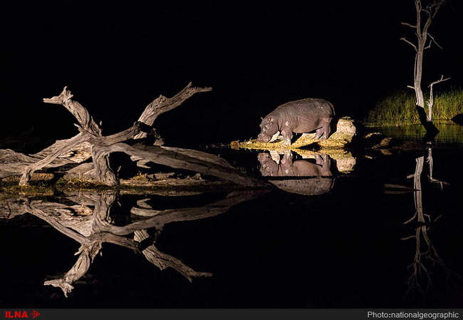 برترین عکس های نشنال جئوگرافیک در سال 2017