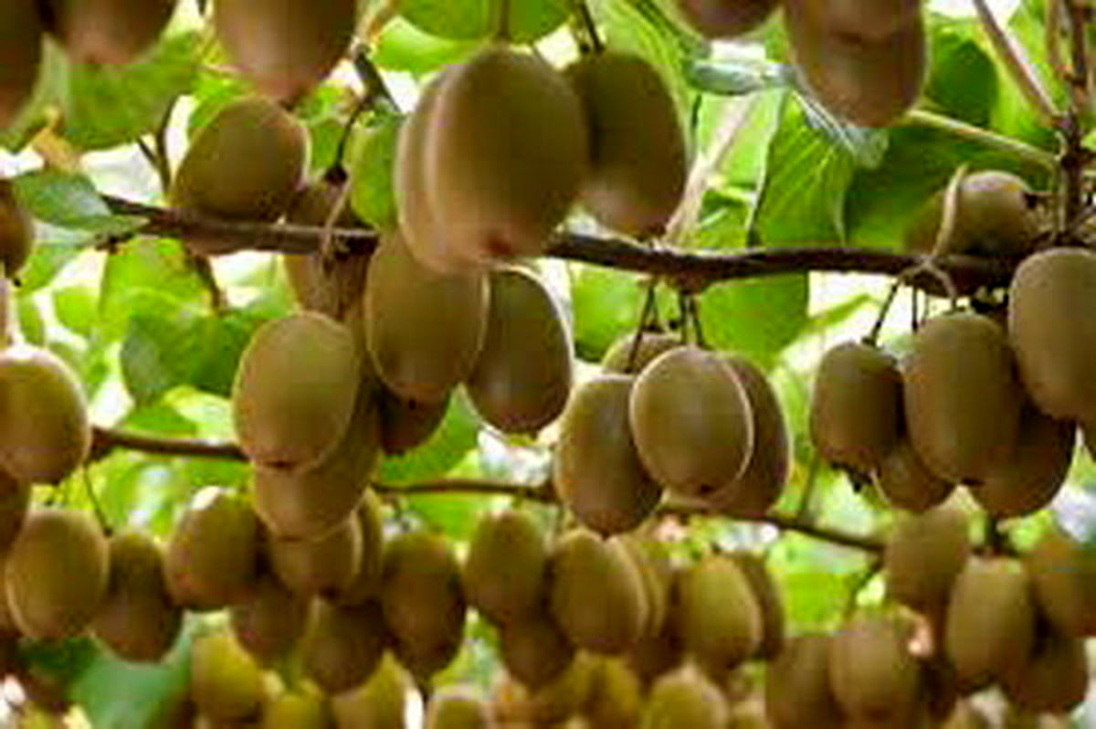  ورود و گسترش کشت کیوی در ایران/ چگونگی آشنایی ایرانیان با کیوی